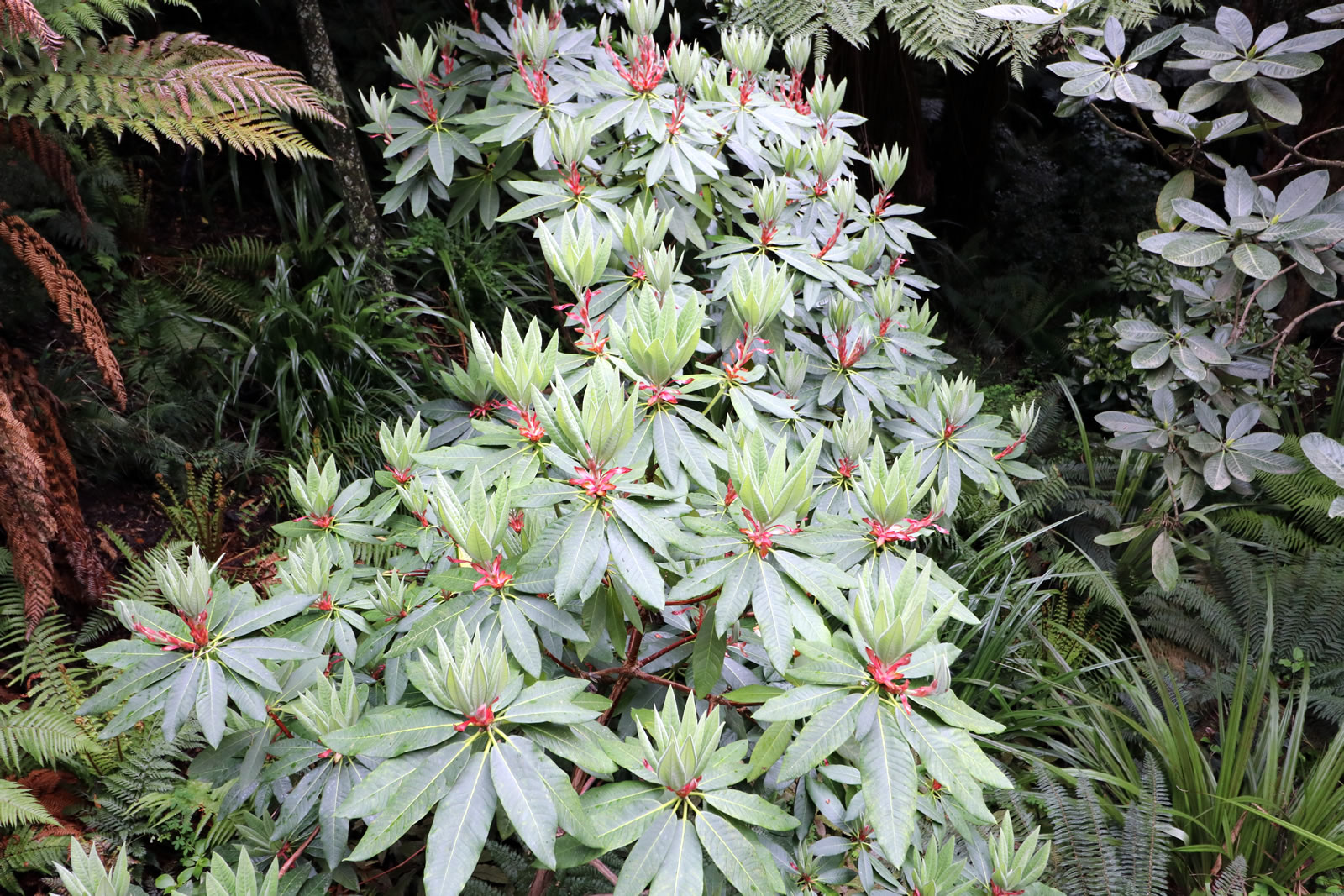 2017 10 15 Botanic Gardens 10